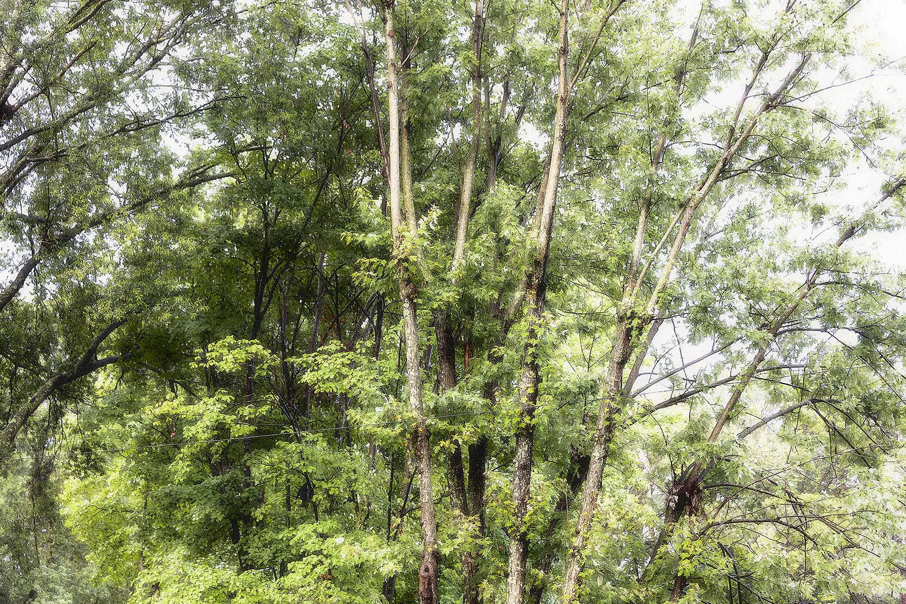 Trees #NAT2423