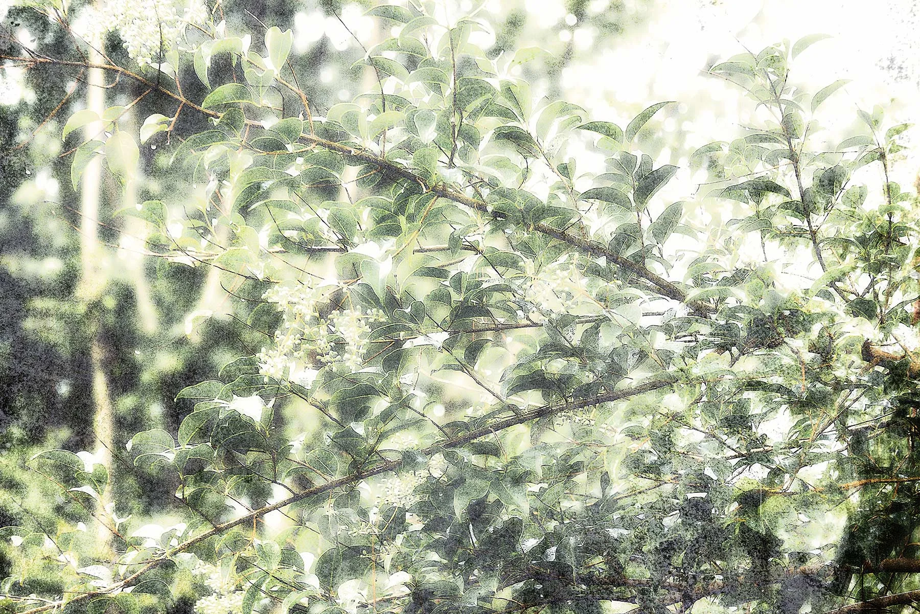 Trees #NAT2446