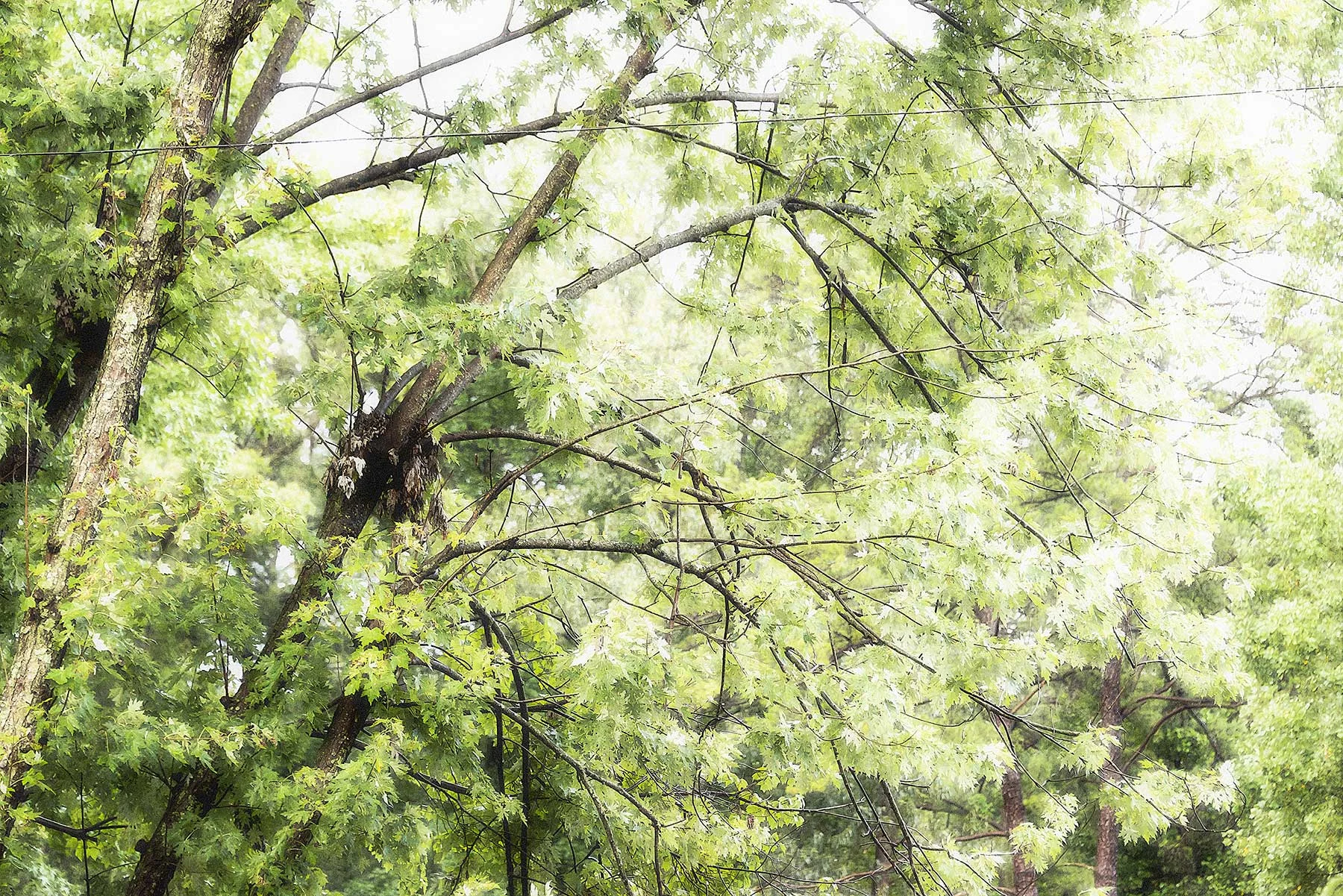 Trees #NAT2493