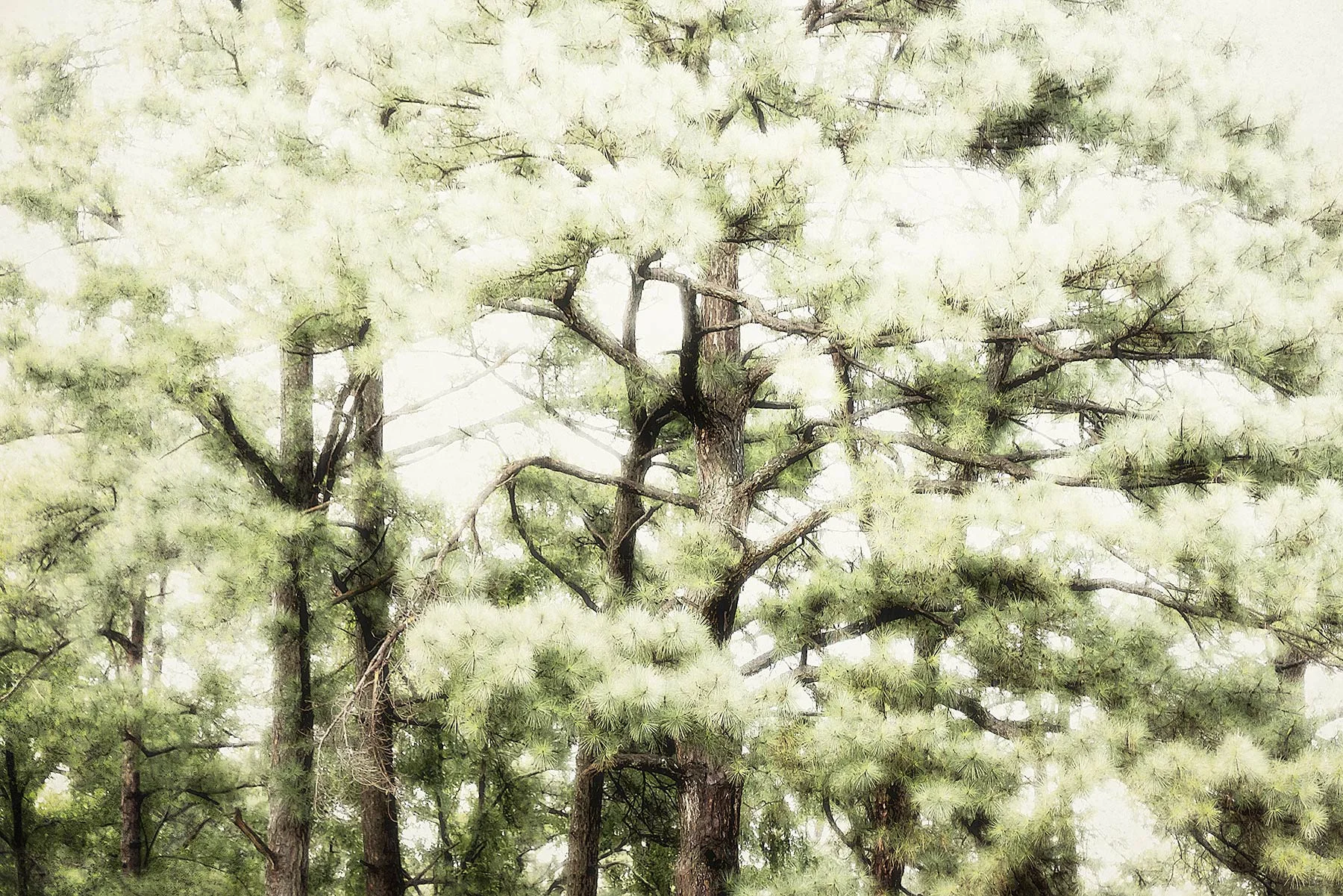 Trees #NAT2487