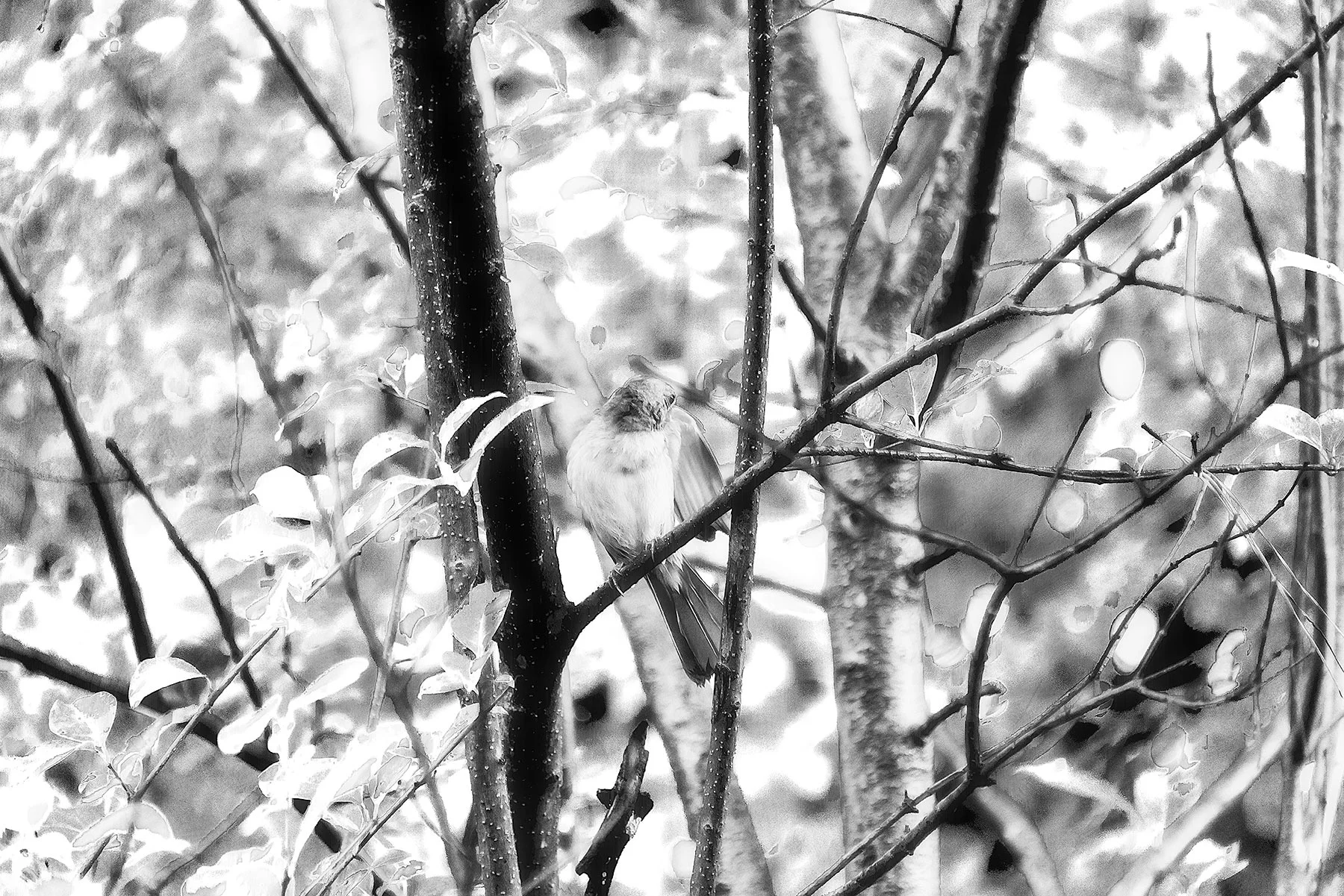 Trees #NAT2454