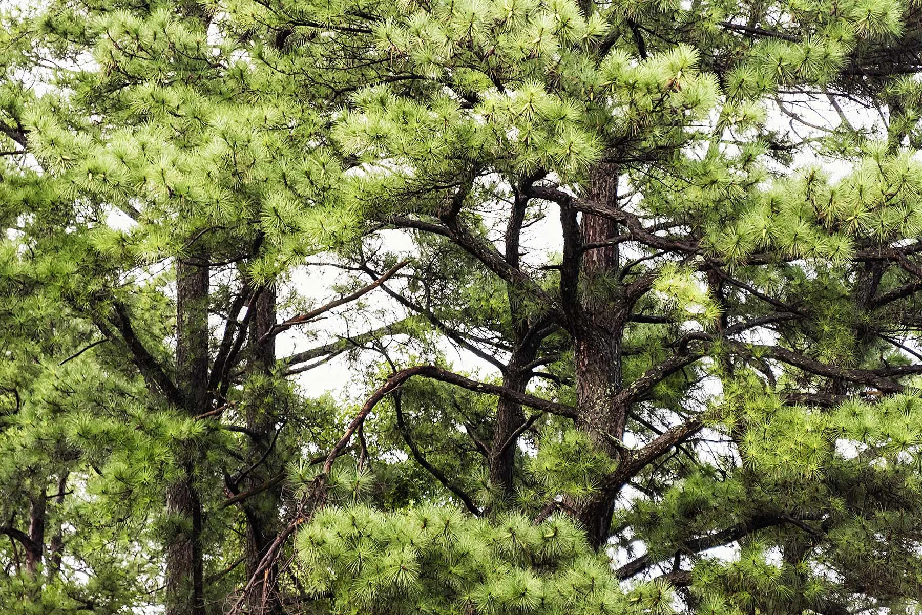 Trees #NAT2486