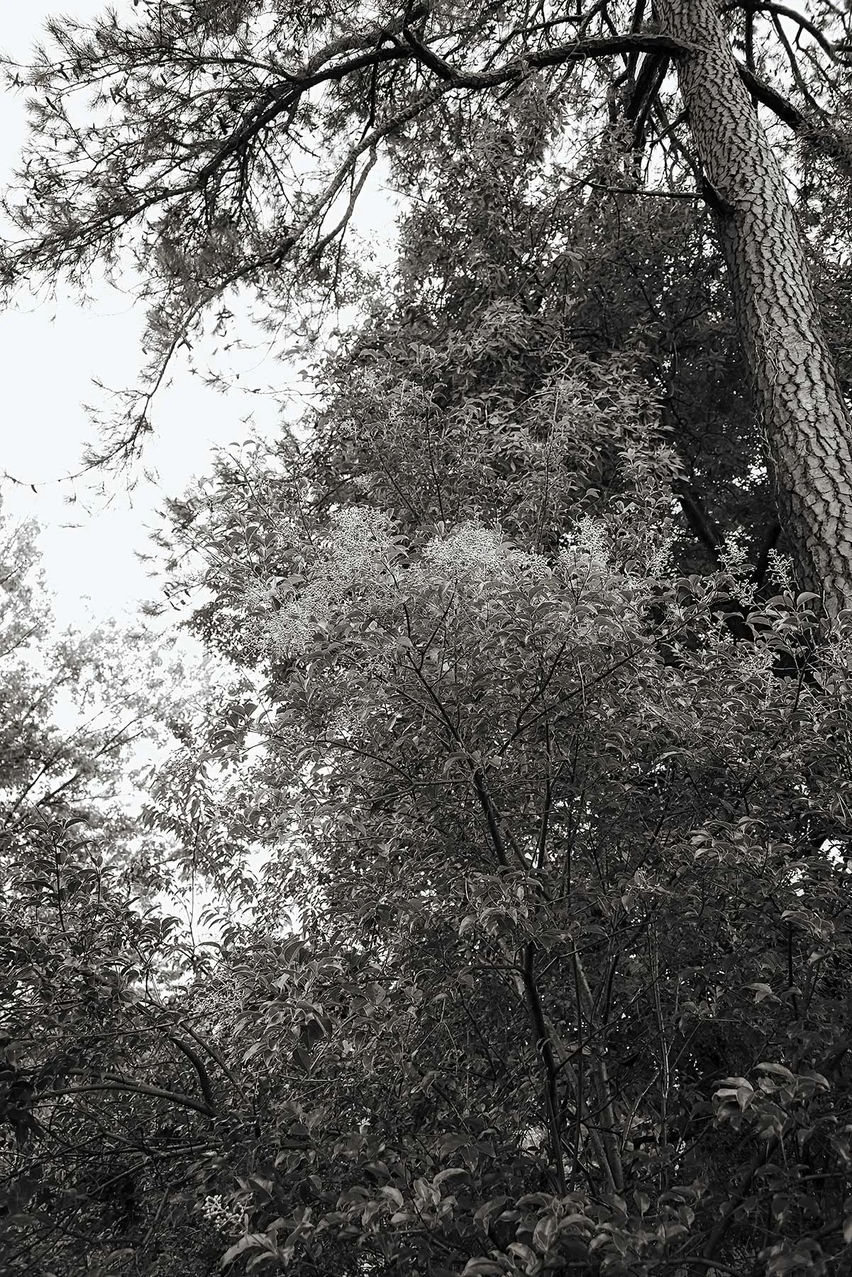 Trees #NAT2441