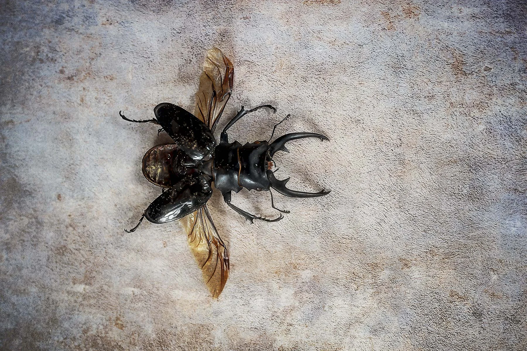 Bugs #L0058