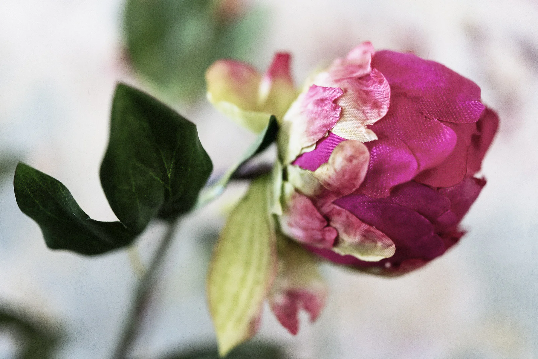 Botanical #D0615