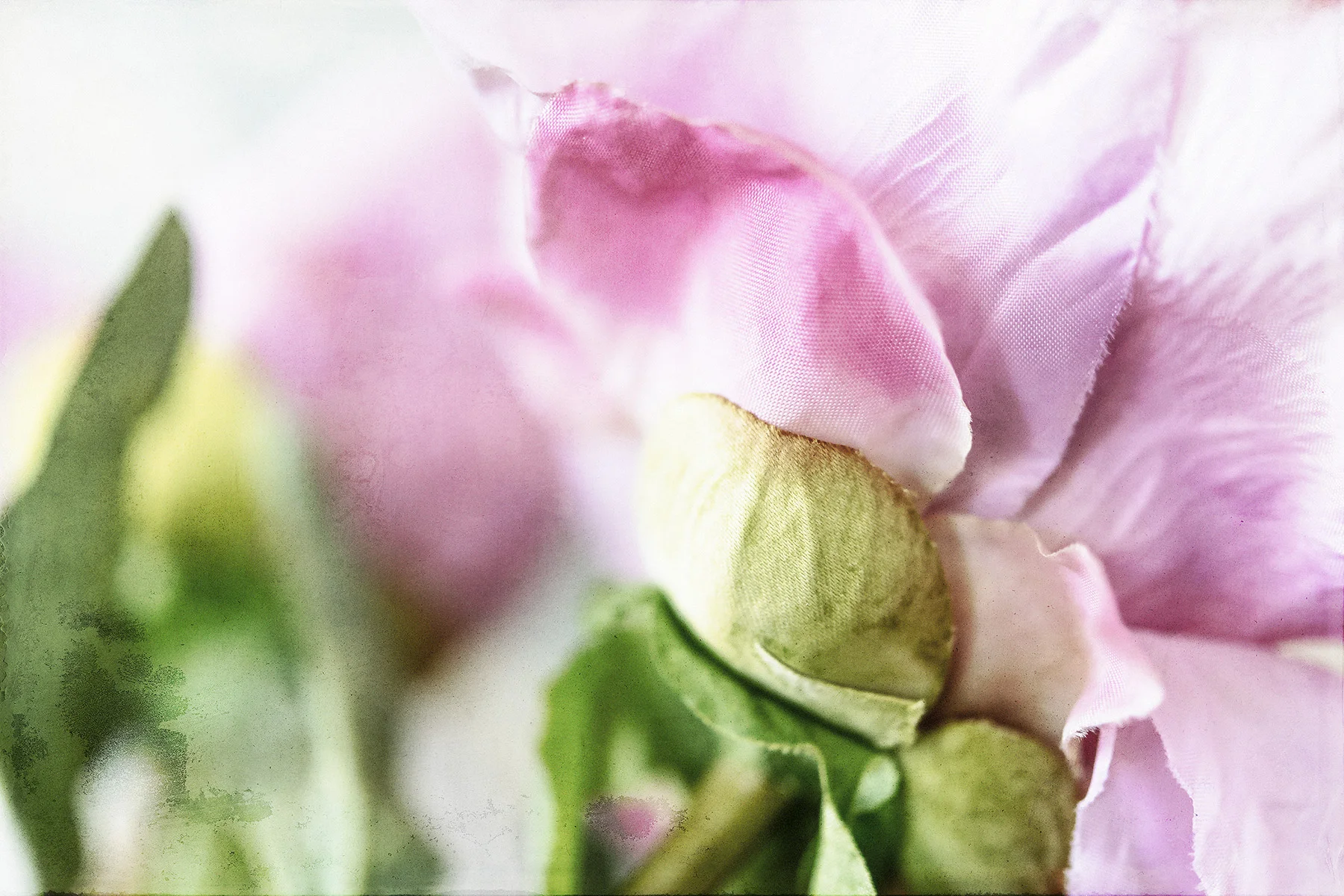 Botanical #D0611