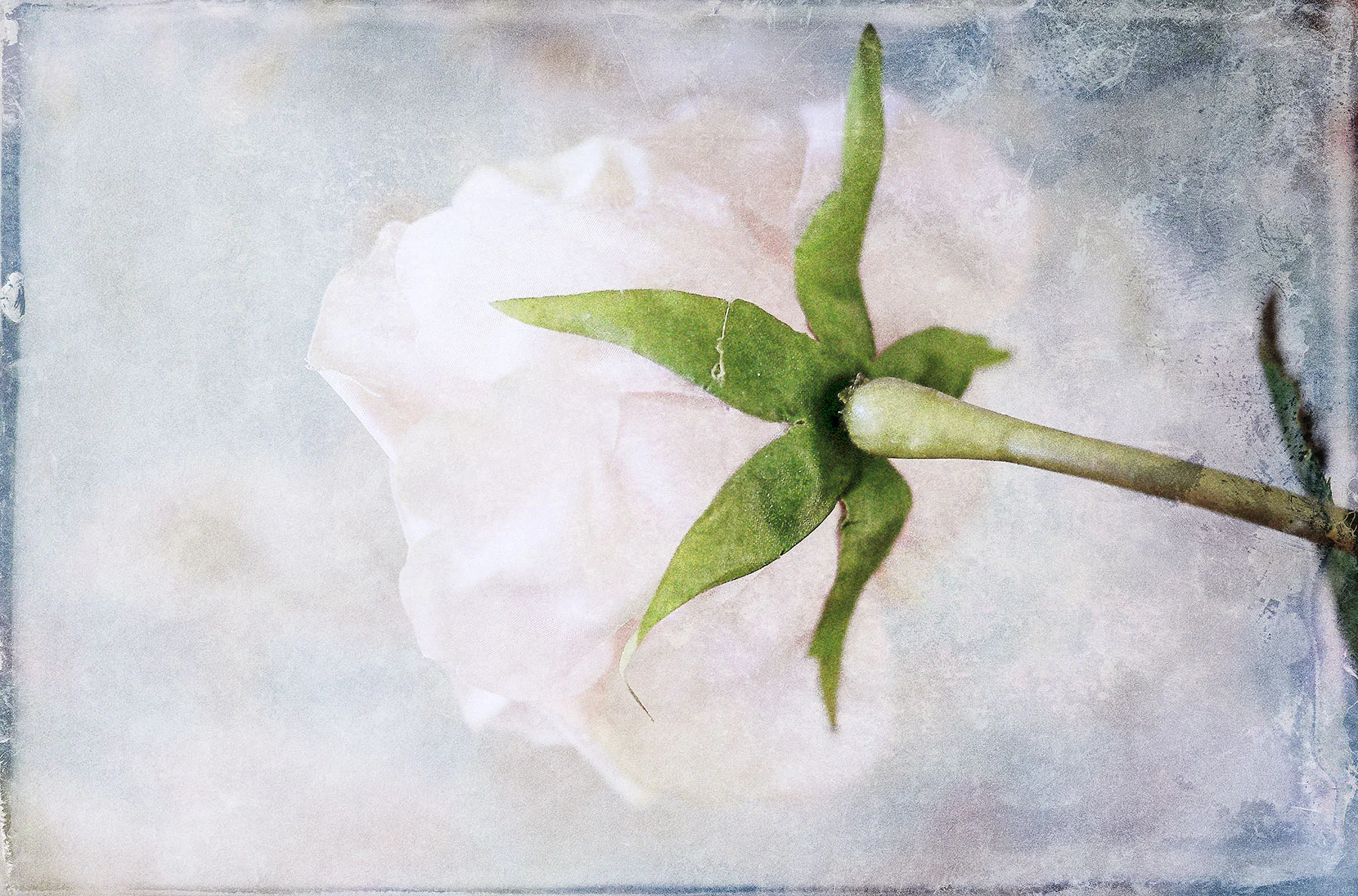 Botanical #D0631