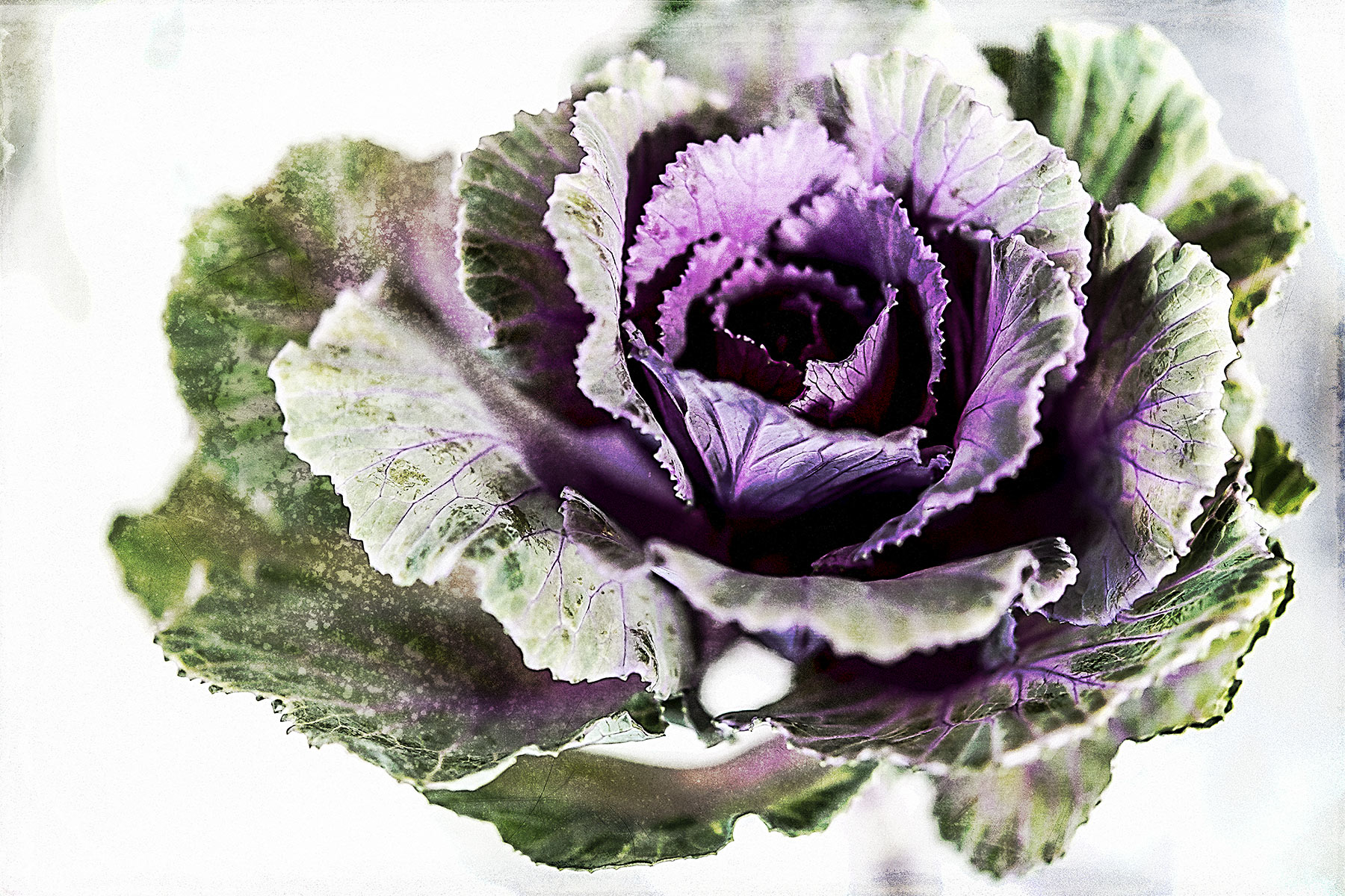 Botanical #D0790