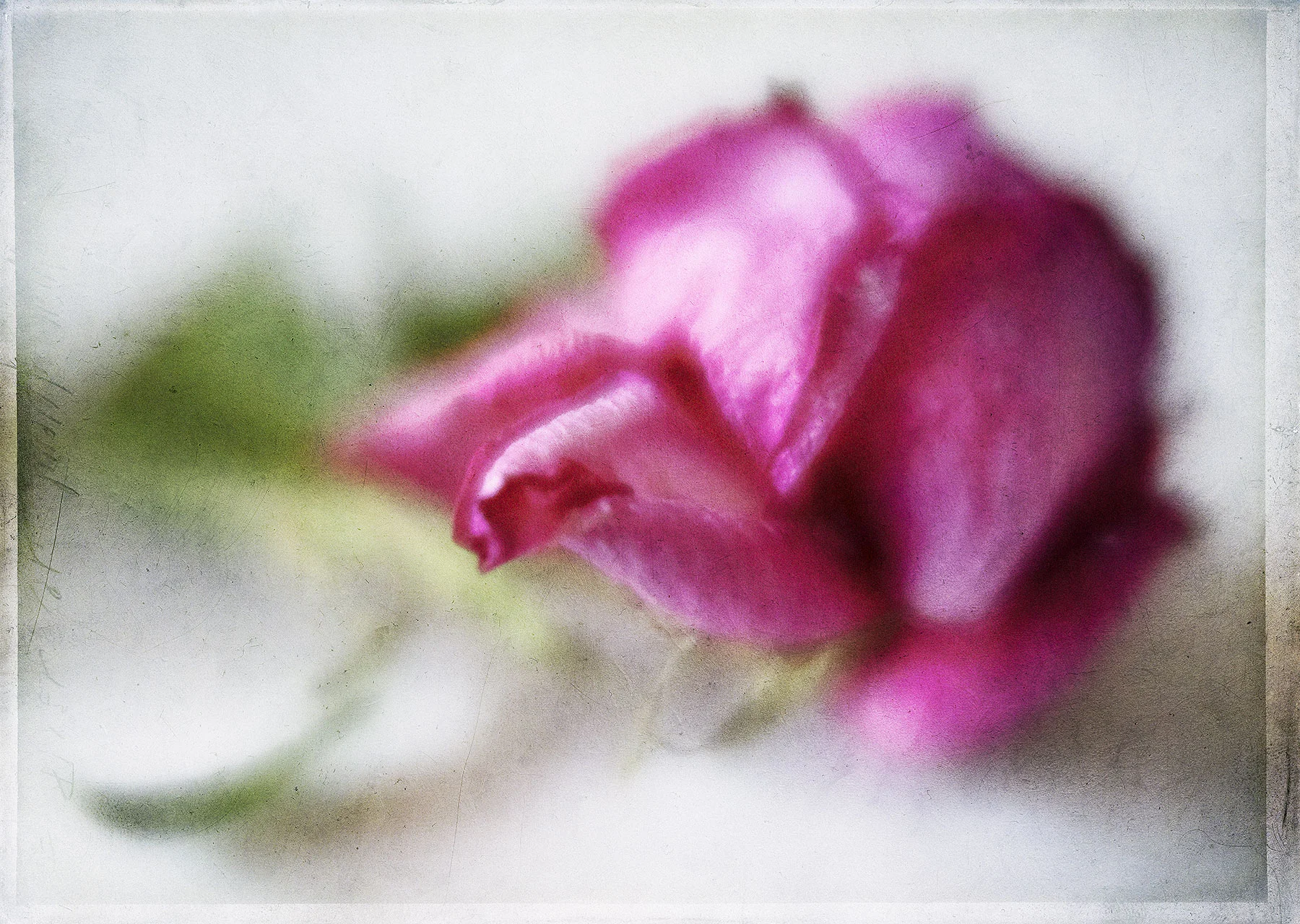 Botanical #LBY0848
