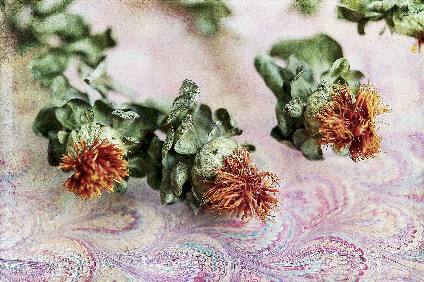 Botanical #D1012