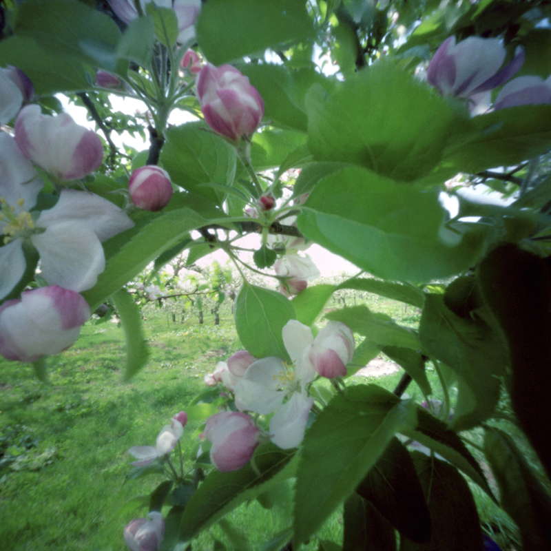 Apple Blossoms #1, Spring, Aomori Prefecture