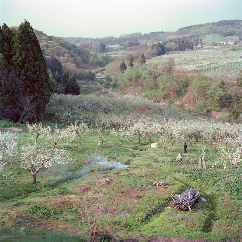 Burning Trimmed Branches, Spring, Aomori Prefecture