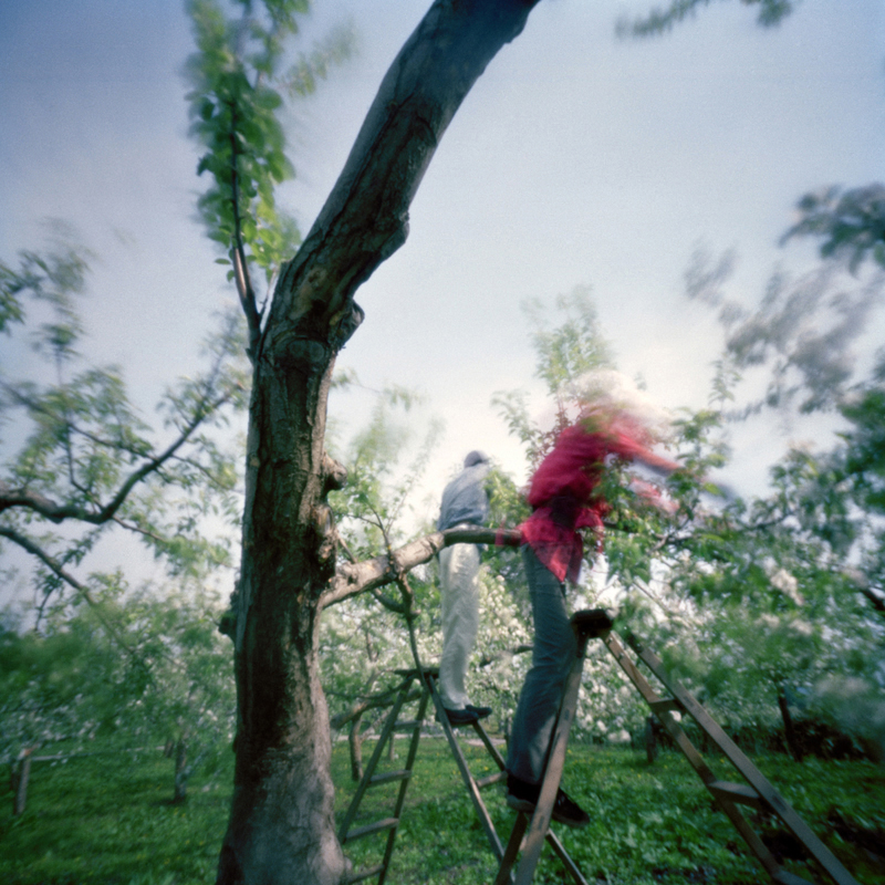 Culling Blossoms #2, Spring, Aomori Prefecture