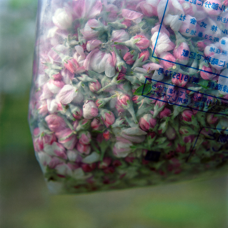 Collected Blossoms, Spring, Aomori Prefecture