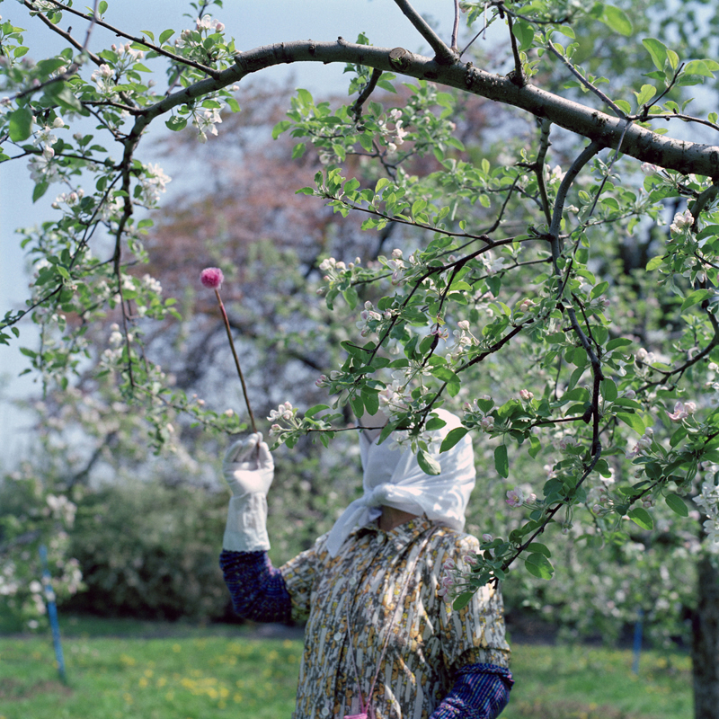 Hand Pollination #1, Spring, Aomori Prefecture