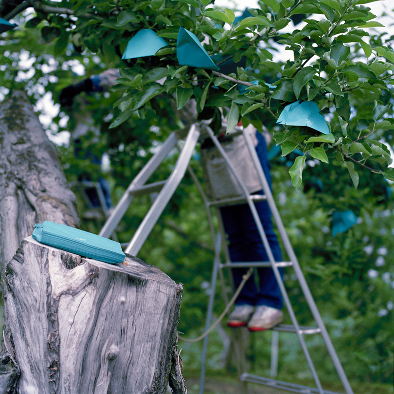 Bags for Apples, Early Summer, Aomori Prefecture