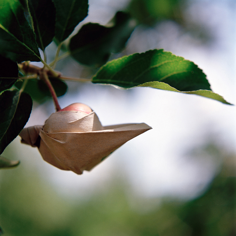 Bagged Apple, Midsummer, Aomori Prefecture