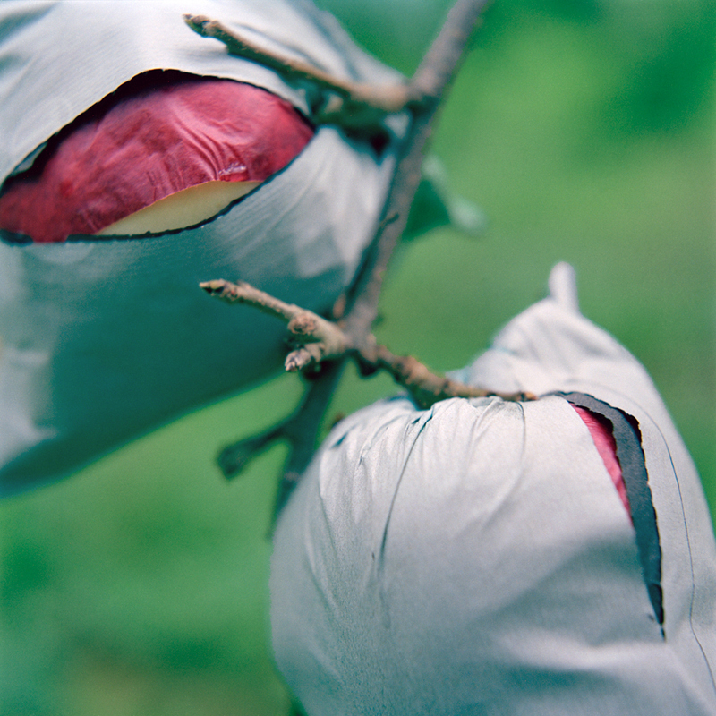 Apples Outgrowing Their Bags #2, Fall, Aomori Prefecture
