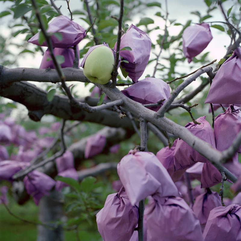 Apples Outgrowing Their Bags, Fall, Aomori Prefecture