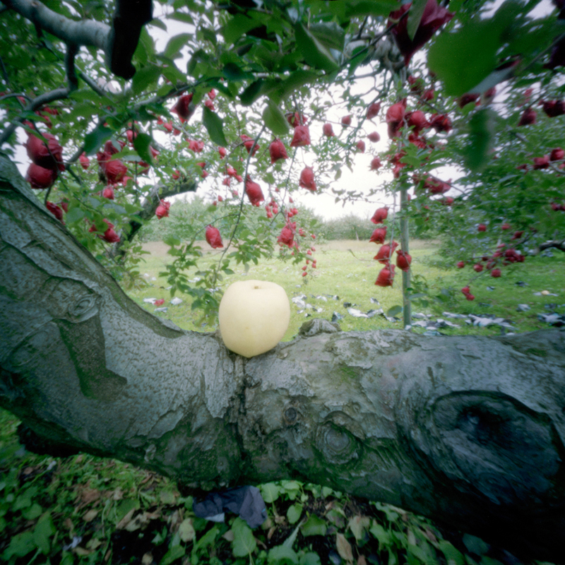 Rejected Apple, Fall, Aomori Prefecture