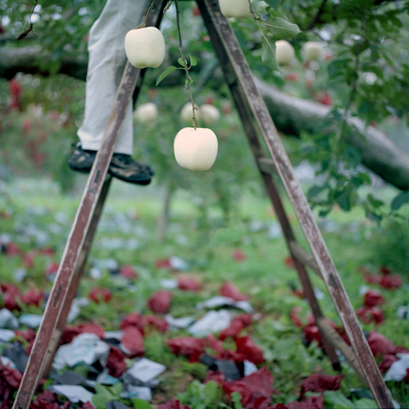 After Inner Bag Removal, Fall, Aomori Prefecture