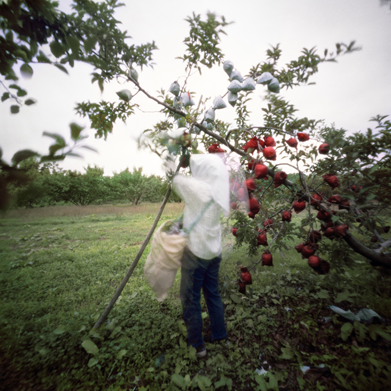 Removing Outer Bags #1, Fall, Aomori Prefecture