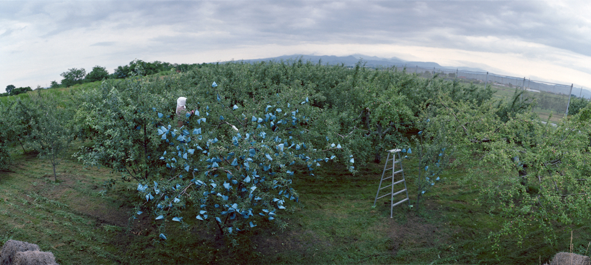 Putting Bags on Apples #1, Spring, Aomori Prefecture