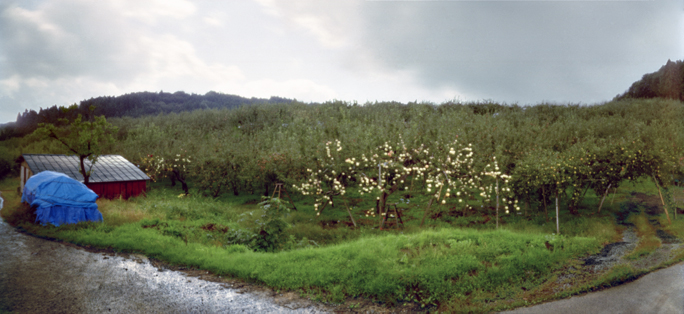 Newly Unbagged Apple Tree, Fall, Aomori Prefecture