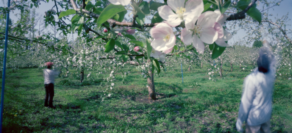 Hand Pollination #3, Spring, Aomori Prefecture