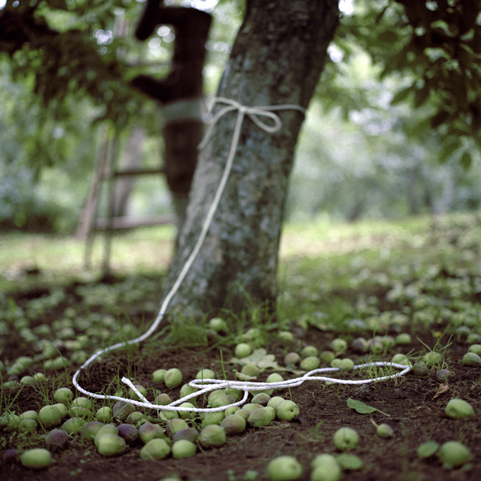 Culled Apples #1, Early Summer, Aomori Prefecture