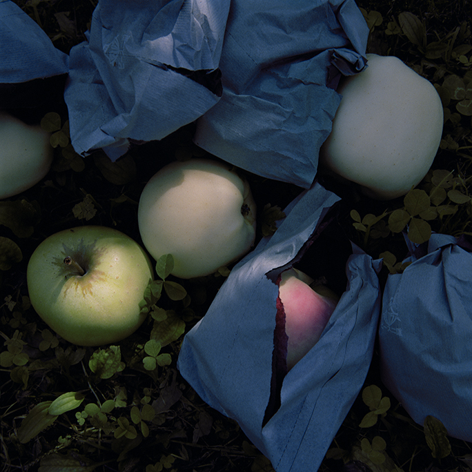 Culled Apples #1, Fall, Aomori Prefecture