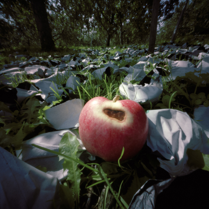 Sunburned Apple, Fall, Aomori Prefecture