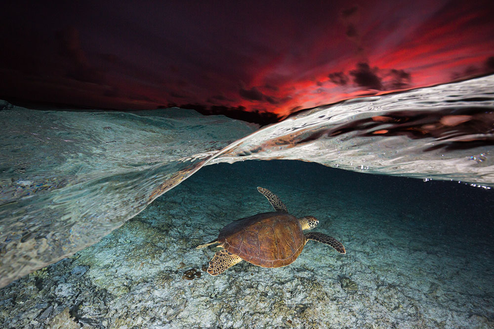Green Sea Turtle - Great Barrier Reef - March.jpg