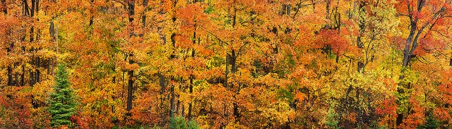 33562190904_71b5ccdeba_z.jpg