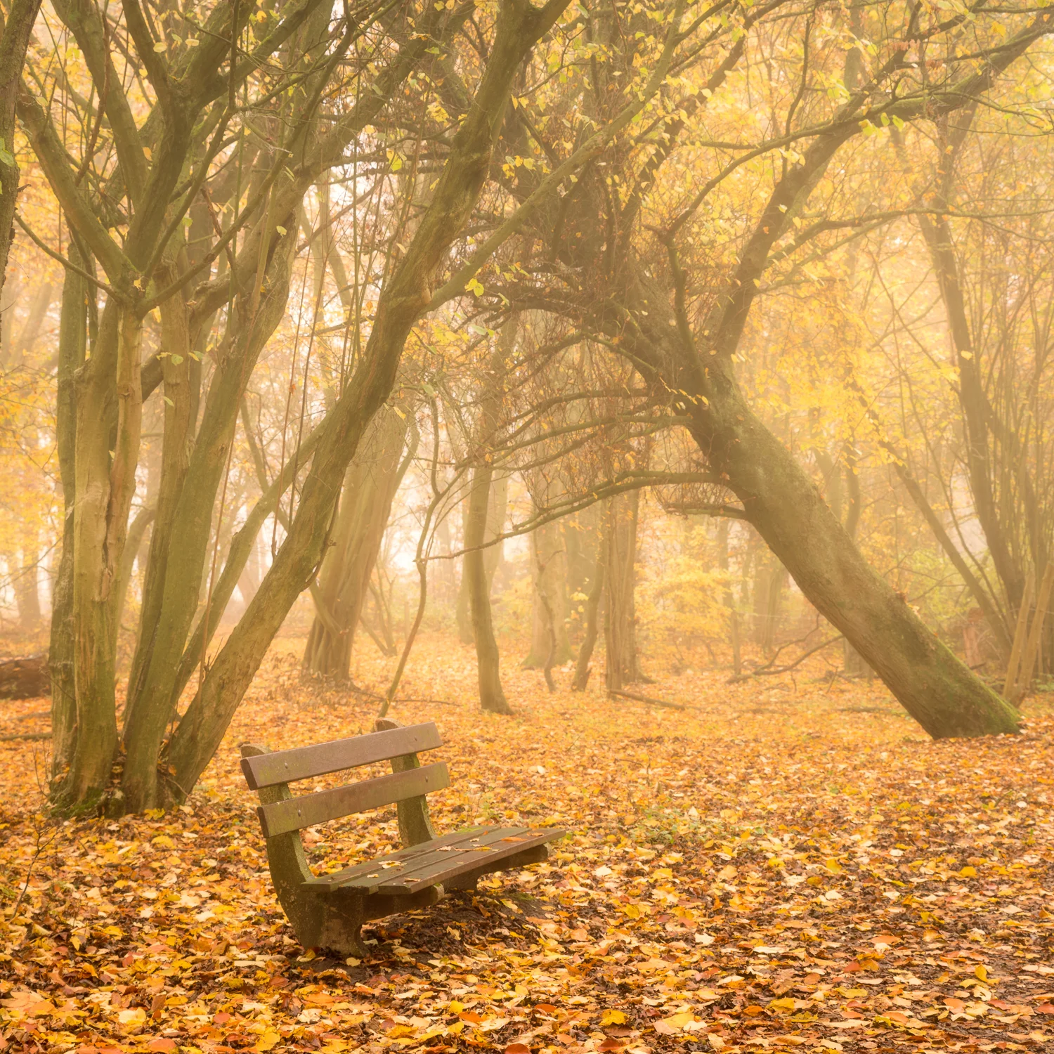 I’d been at this place so many times before, knowing there is an image to be had, but conditions were never right. Until this moment! Thanks to the fog, the otherwise chaotic landscape got simplified. Tamron SP 24-70 f/2.8 @ 53 mm | f/5.6 | 1/6 sec | ISO 100
