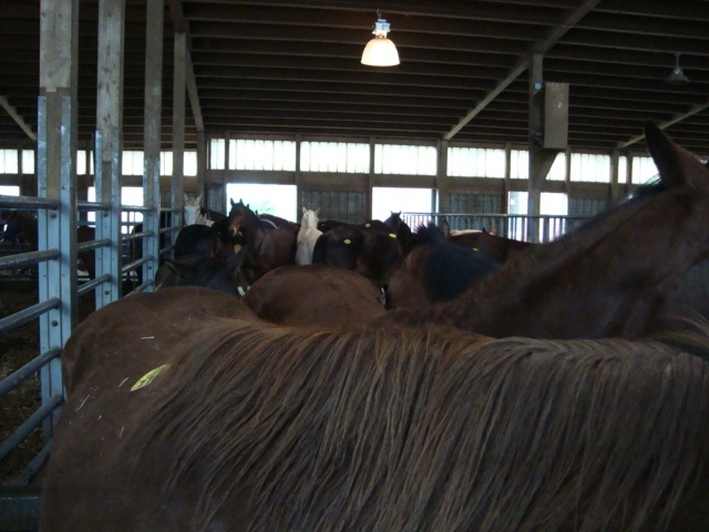 New Holland Kill Pens Notice the 4-digit yellow tag at the wither... This is a USDA export tag, and once a horse has one of these, it's fate is sealed and it can not be purchased. The 3-digit tag is the sale barn tag. These horses have sold to slaughter and can not be saved.