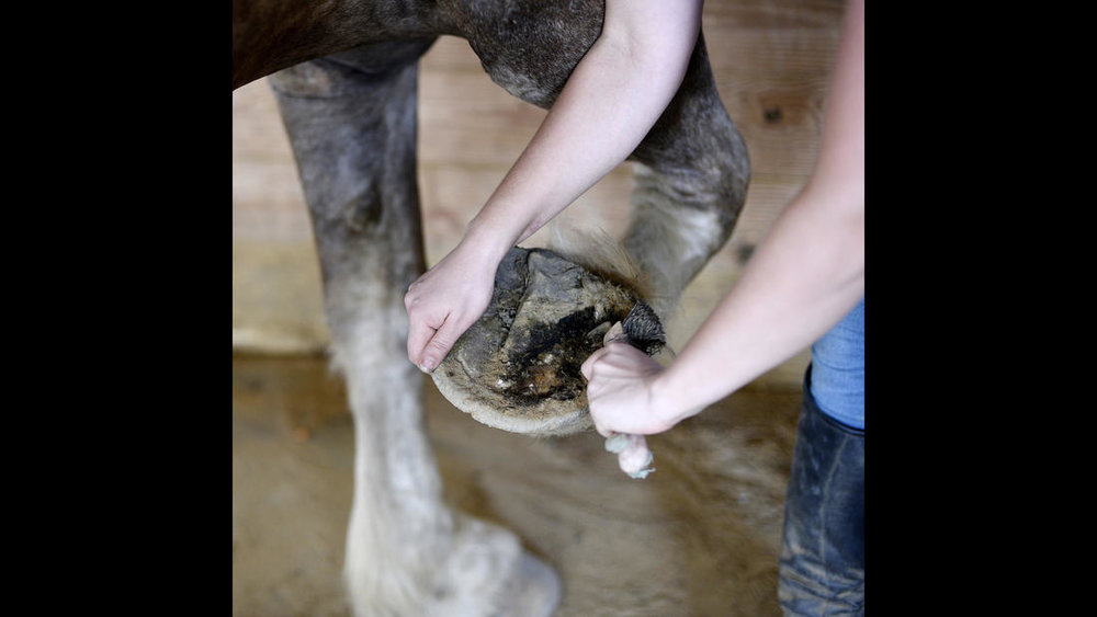  Hanna Ruark cleans the hooves of Grumpy, a female Belgian, before a training session at Gentle Giants Draft Horse Rescue in Mount Airy Friday, July 13, 2018. 