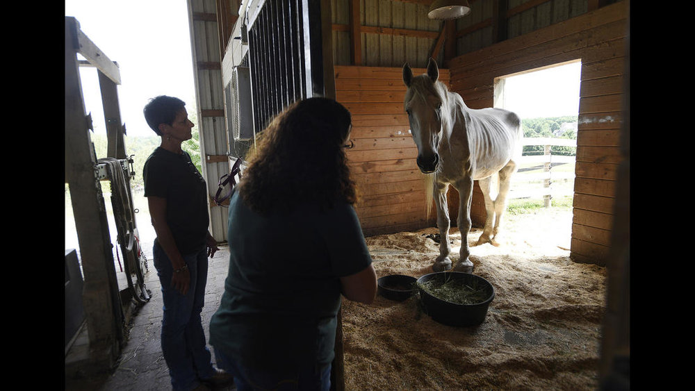  Director of Development Dawnn Double, left, and Executive Director Christine Hajek look in on Tonka, a male Percheron rescue from York County, Pa. being rehabilitated at Gentle Giants Draft Horse Rescue in Mount Airy Friday, July 13, 2018. 