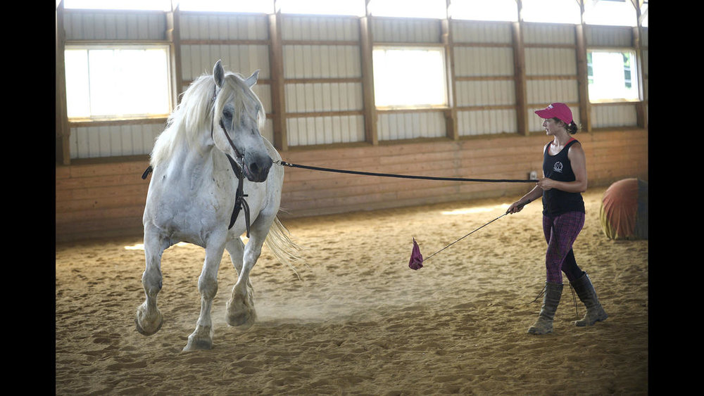  Trainer Shelby Piovoso works with Avalance, a nearly 30-year-old Persheron gelding, rescued from slaughter, during a training session at Gentle Giants Draft Horse Rescue in Mount Airy Friday, July 13, 2018. 