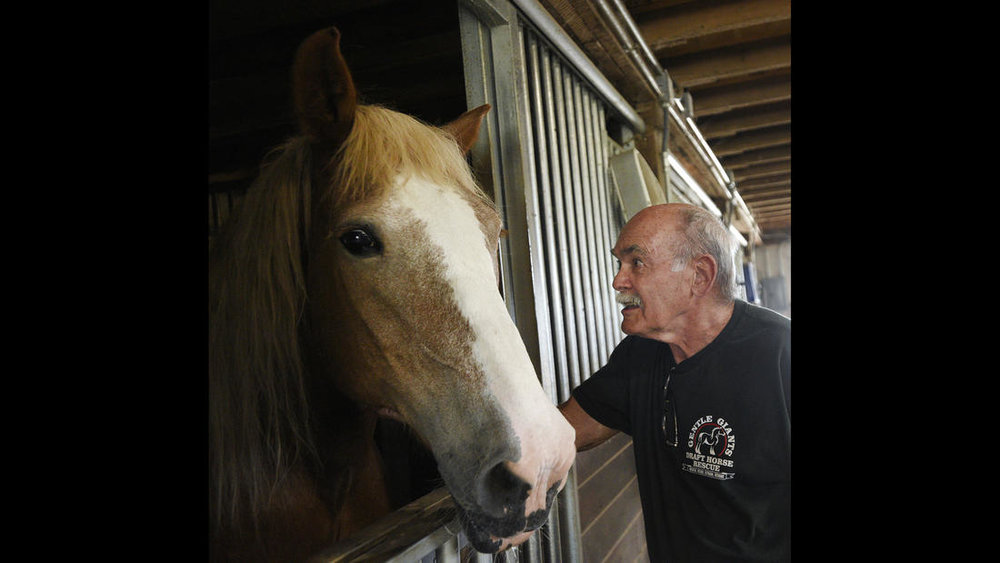  Rick Blatchford volunteers at Gentle Giants Draft Horse Rescue in Mount Airy Friday, July 13, 2018. 