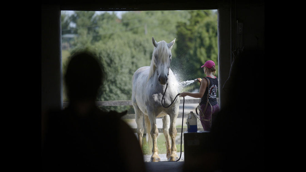  Trainer Shelby Piovoso washes Avalance, a nearly 30-year-old Persheron gelding, rescued from slaughter, at Gentle Giants Draft Horse Rescue in Mount Airy Friday, July 13, 2018. 