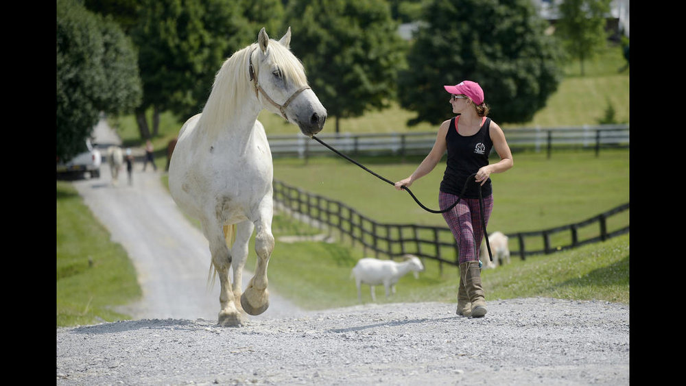  Trainer Shelby Piovoso leads Avalance, a nearly 30-year-old Persheron gelding, rescued from slaughter, to his training session at Gentle Giants Draft Horse Rescue in Mount Airy Friday, July 13, 2018. 