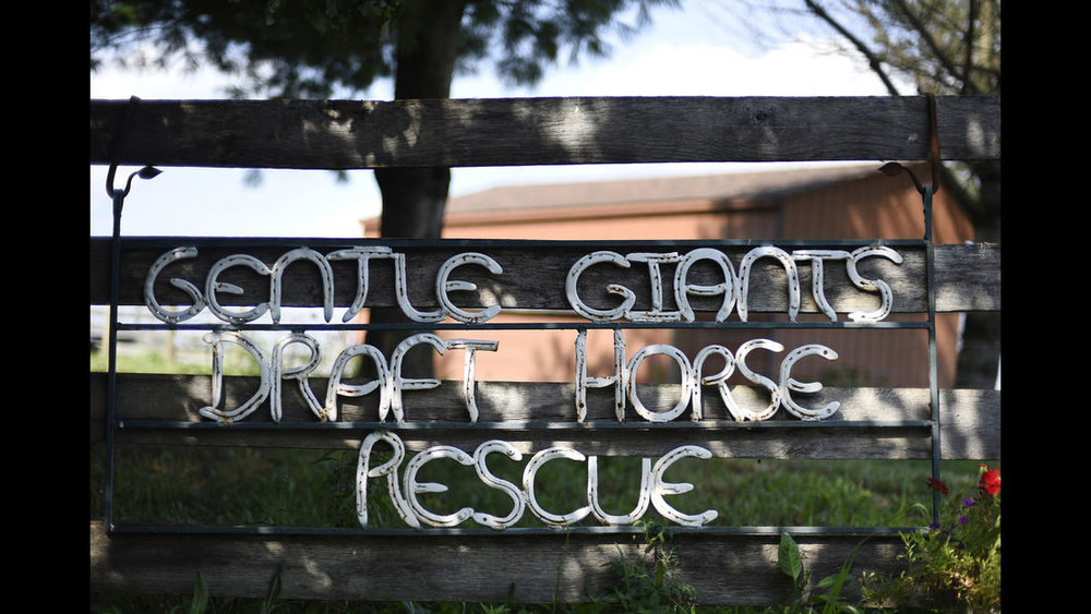  Gentle Giants Draft Horse Rescue in Mount Airy Friday, July 13, 2018. All photos by Dylan Slagle. 