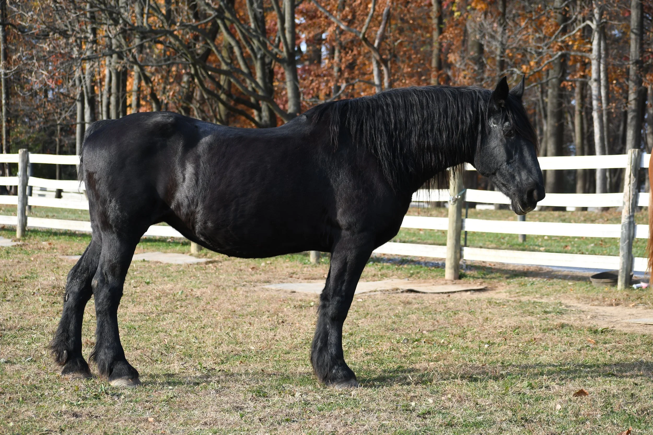 Meet Our Horses — Gentle Giants