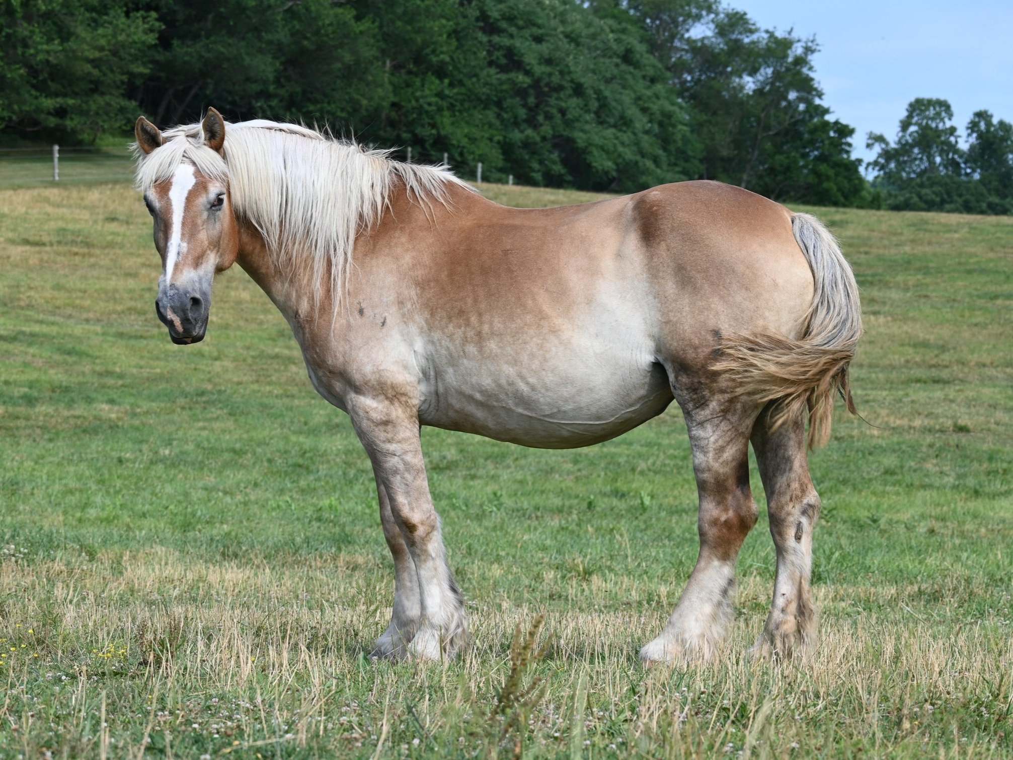 Gertrude
