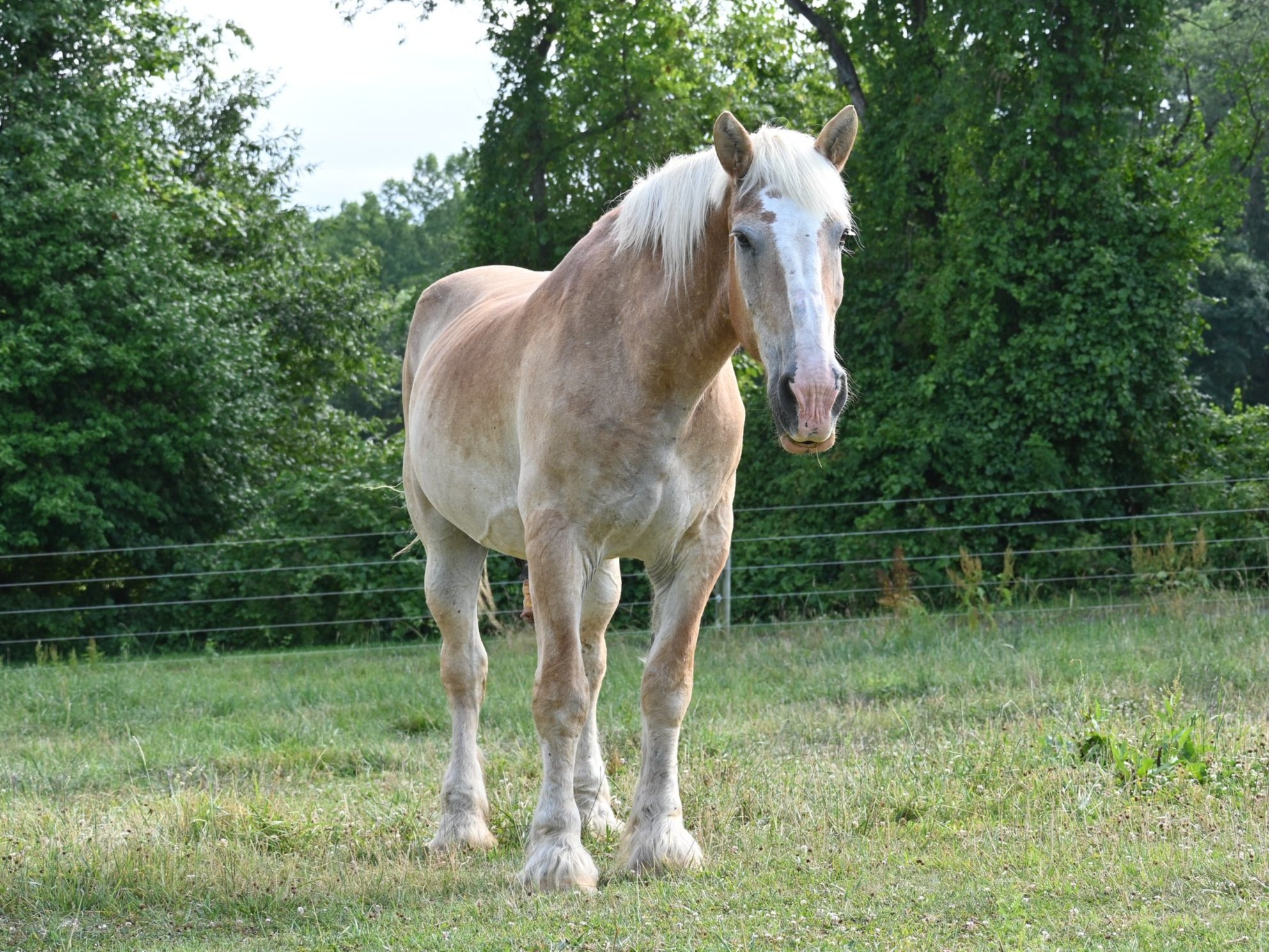 Wallace