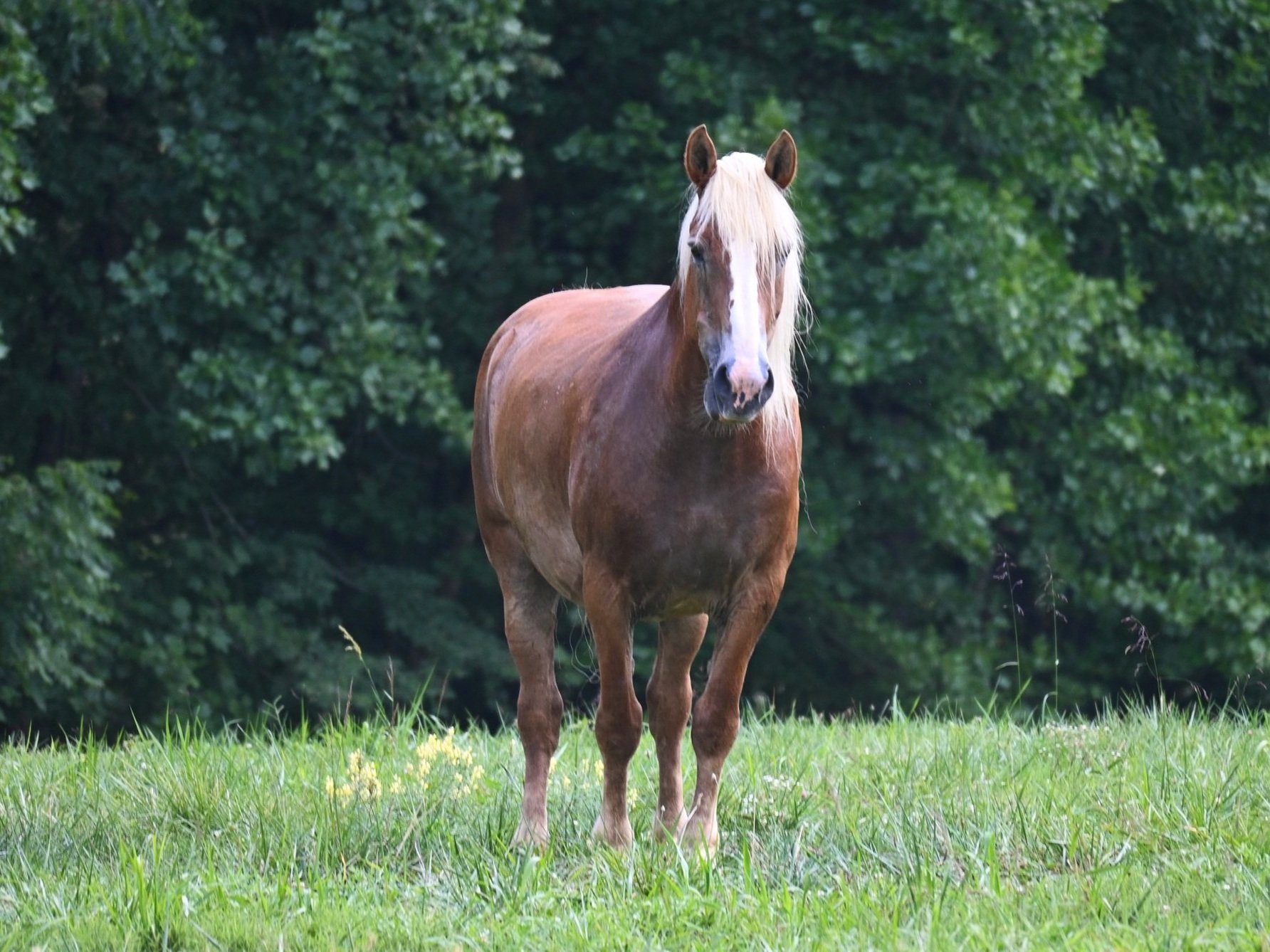 Cheyenne