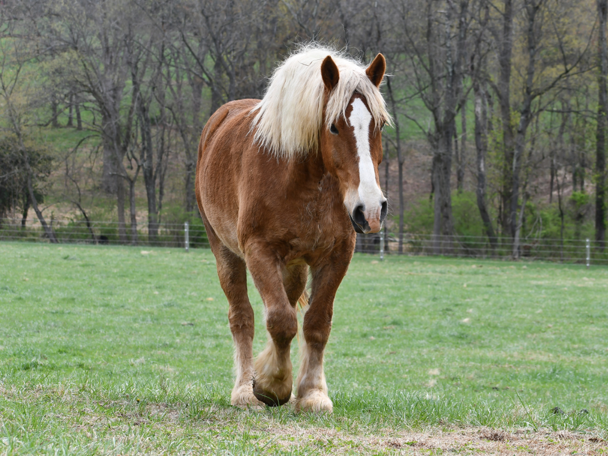 Nesbit