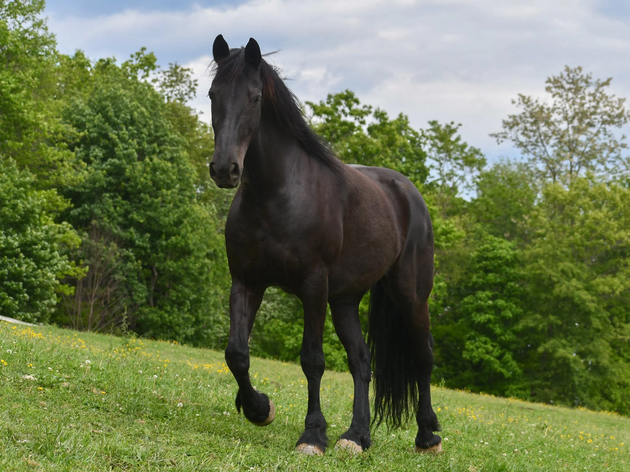 Lancelot