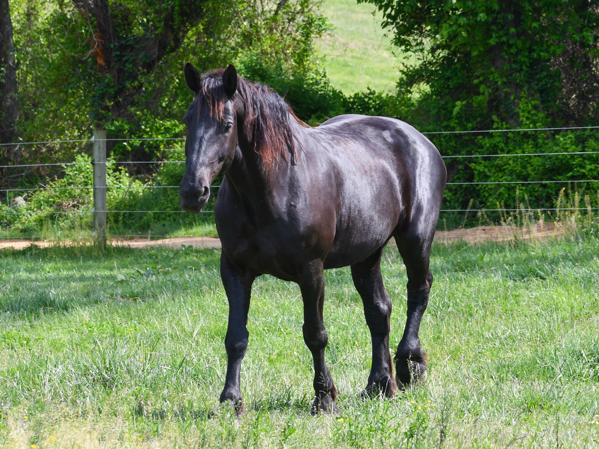Boudicca